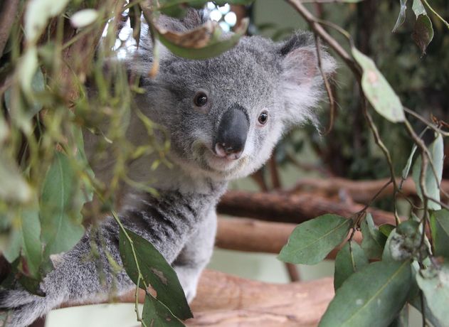 Koala-blue-mountains-tour