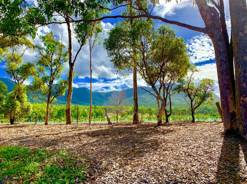 hunter-valley-private-day-tour3